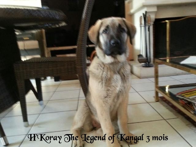 H'koray The Legend Of Kangal