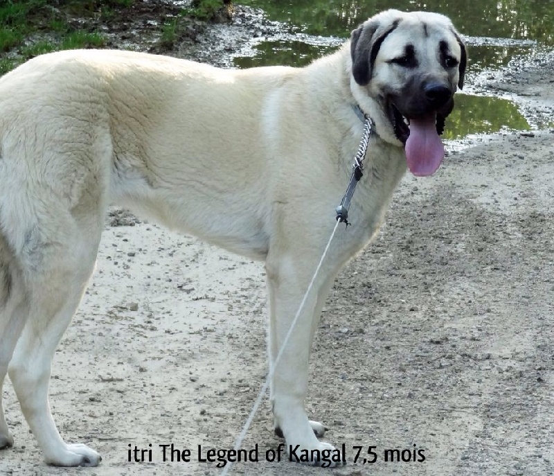 Itri The Legend Of Kangal
