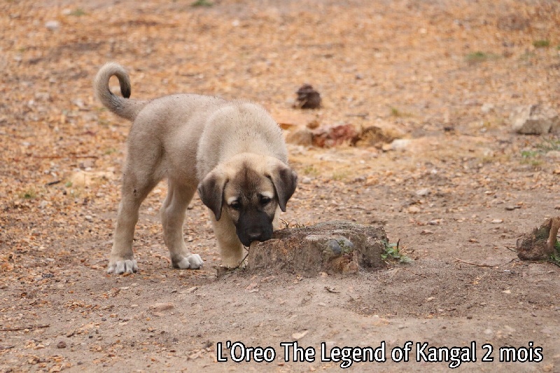 L'oréo The Legend Of Kangal
