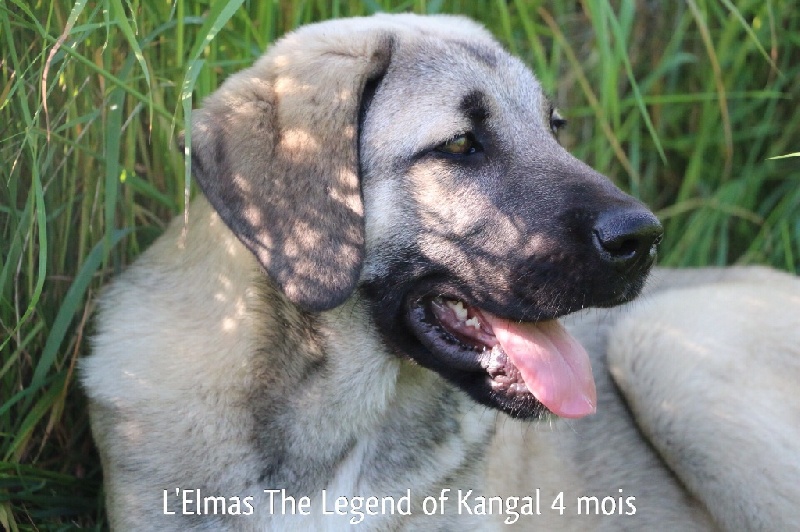 L'elmas The Legend Of Kangal