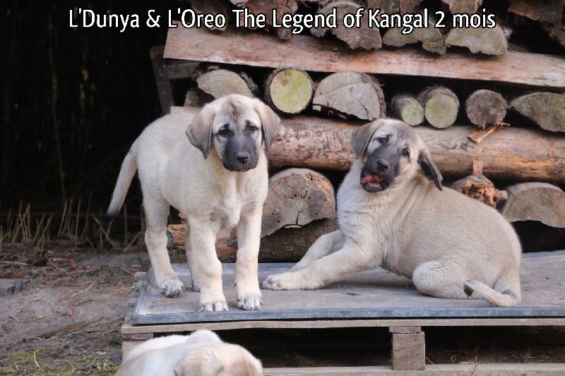L'dunya The Legend Of Kangal