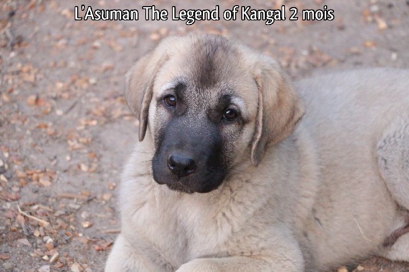 L'asuman The Legend Of Kangal
