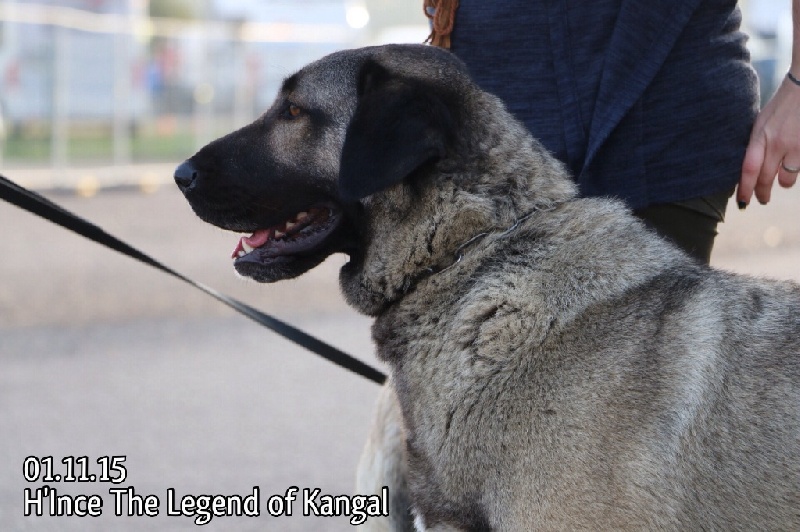 H'ince The Legend Of Kangal