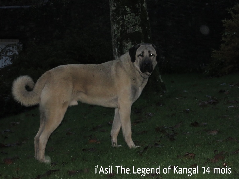 I'asil The Legend Of Kangal