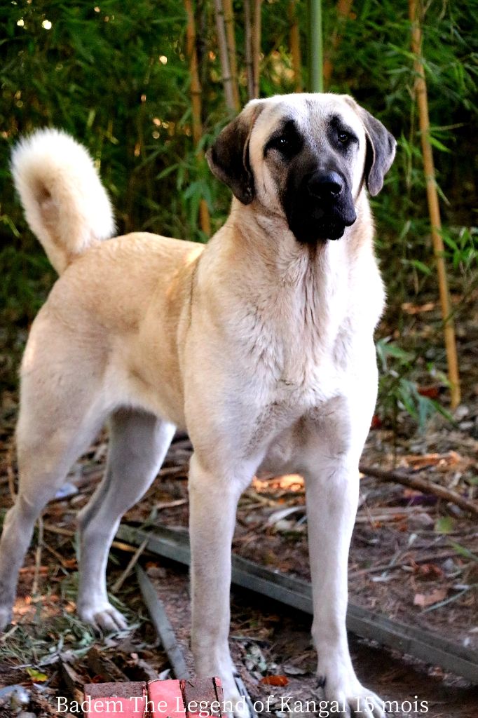 CH. Badem The Legend Of Kangal