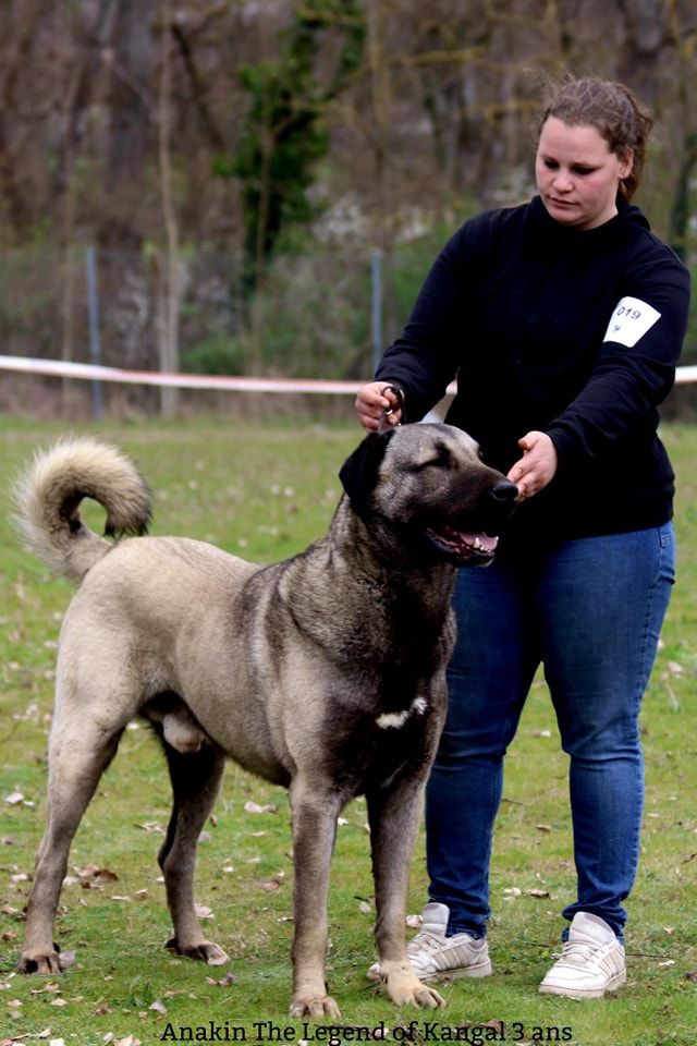 CH. Anakin panter The Legend Of Kangal