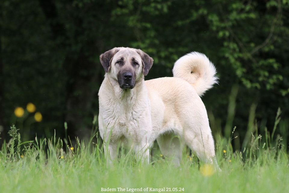 CH. Badem The Legend Of Kangal