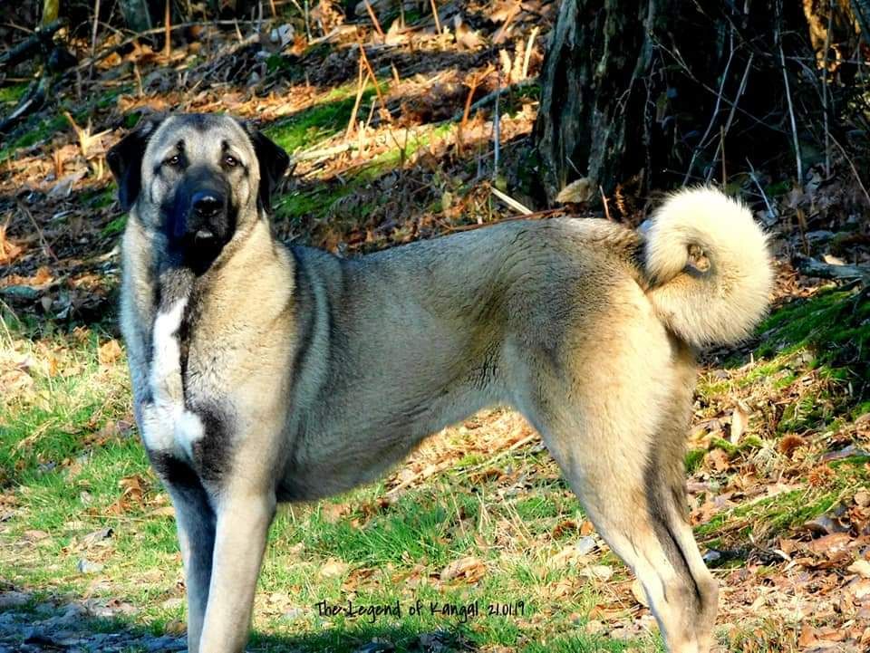 CH. Özel The Legend Of Kangal