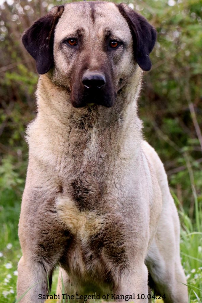 Sarabi panter The Legend Of Kangal