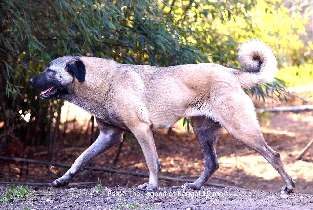 CH. Esme panter The Legend Of Kangal