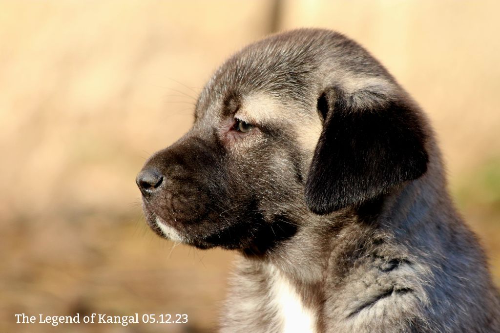 The Legend Of Kangal - Chiots disponibles 