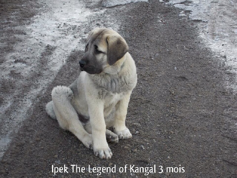 Ipek The Legend Of Kangal