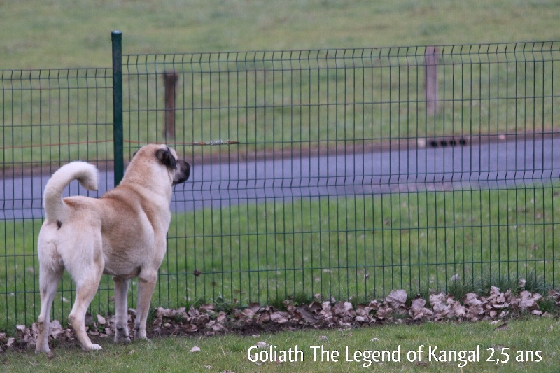 CH. Goliath The Legend Of Kangal