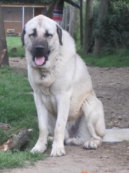 CH. Goliath The Legend Of Kangal