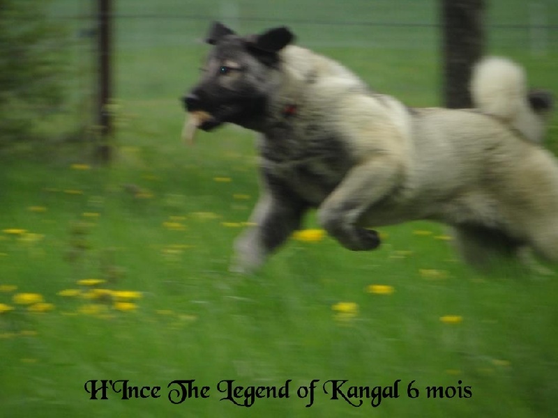 H'ince The Legend Of Kangal