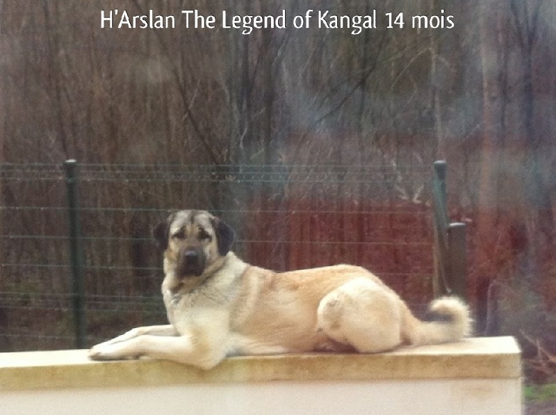 H'arslan The Legend Of Kangal