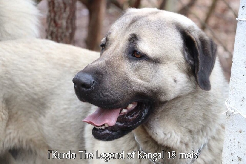 I'kurdo The Legend Of Kangal