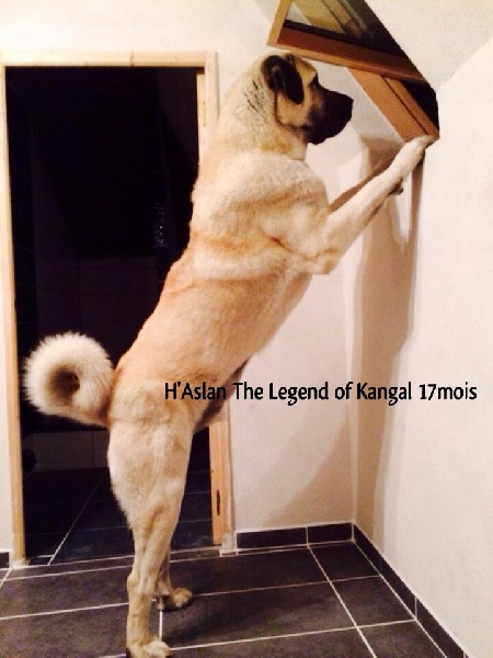 H'aslan The Legend Of Kangal