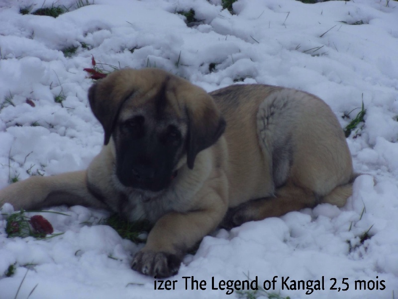 Izer The Legend Of Kangal