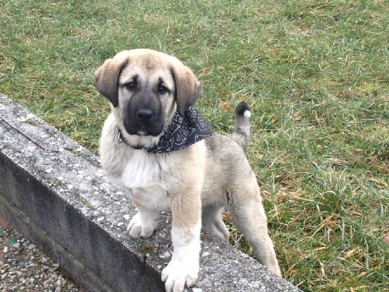 H'ates The Legend Of Kangal