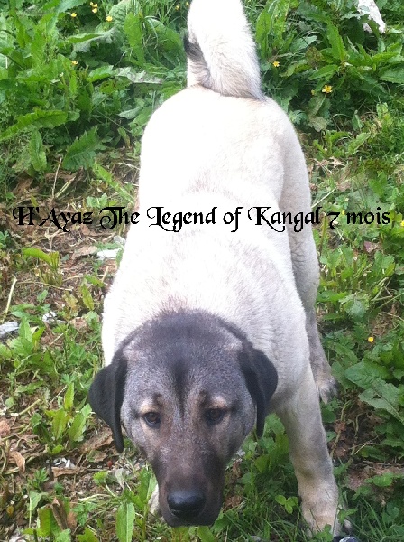 H'ayaz The Legend Of Kangal