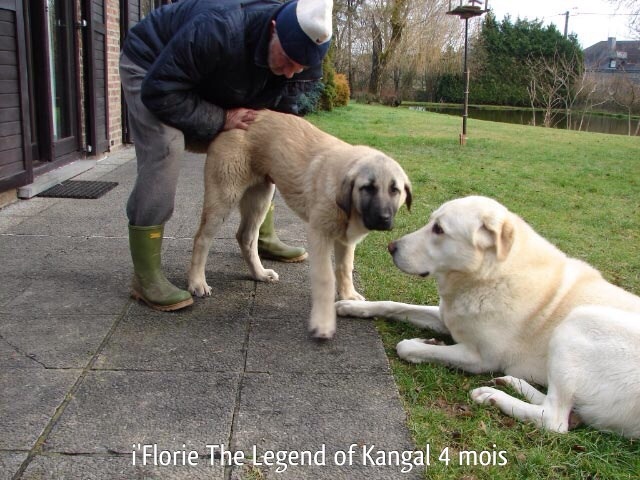 I'florie The Legend Of Kangal