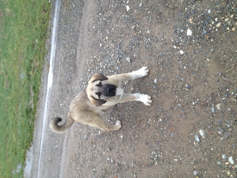 H'ates The Legend Of Kangal
