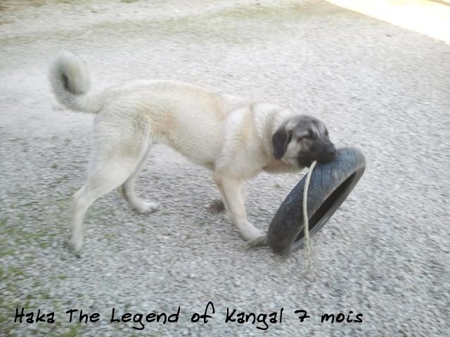 Haka The Legend Of Kangal