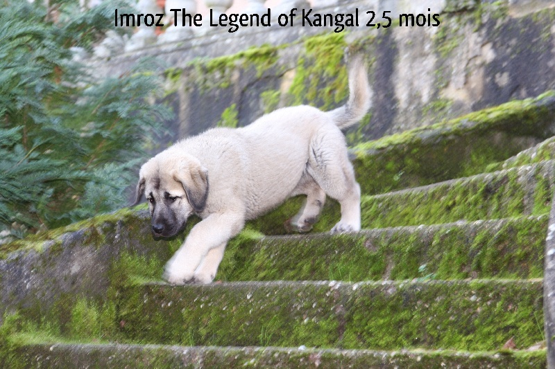 Imroz The Legend Of Kangal