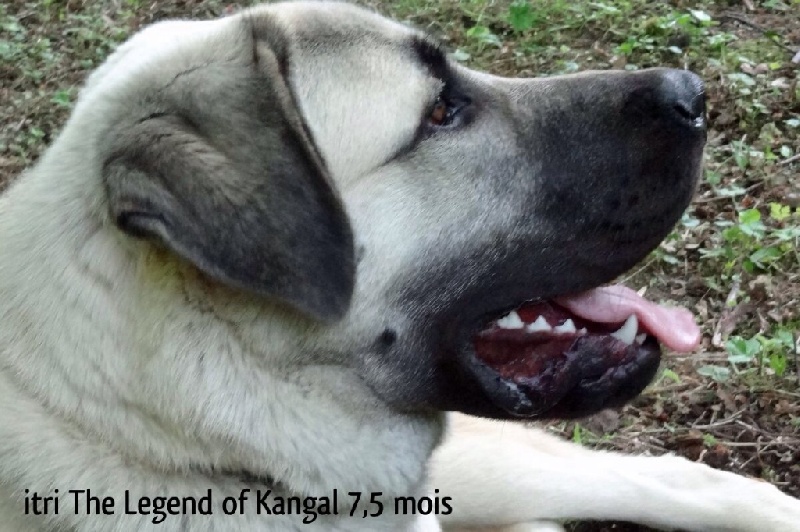 Itri The Legend Of Kangal