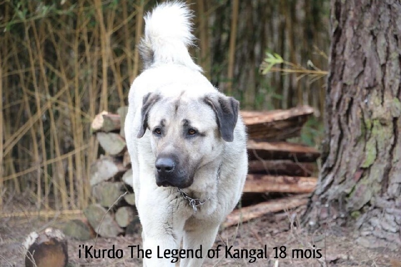 I'kurdo The Legend Of Kangal