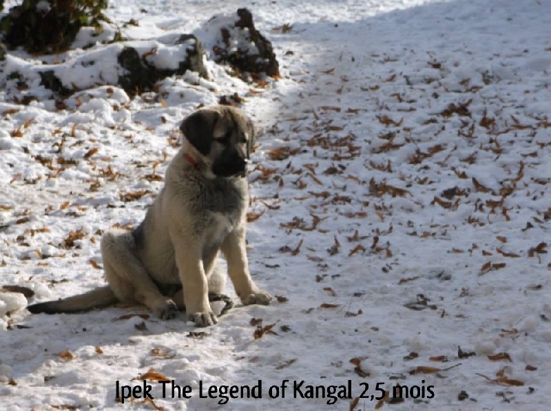 Ipek The Legend Of Kangal