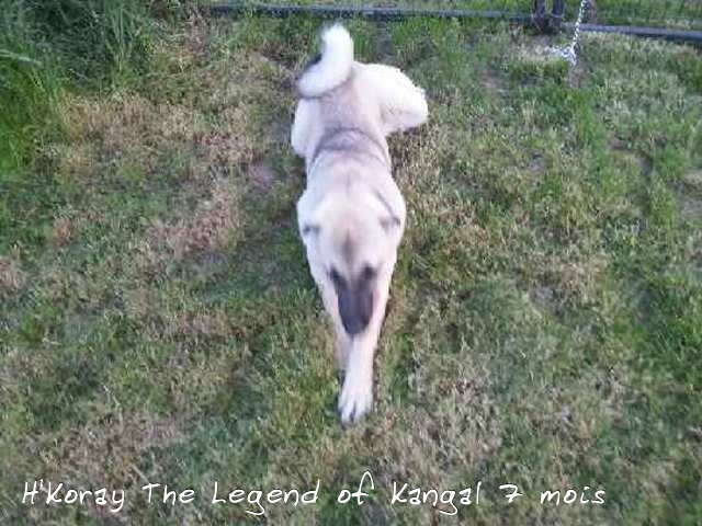 H'koray The Legend Of Kangal