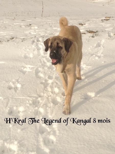 H'kral The Legend Of Kangal