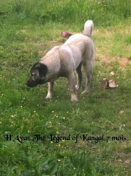 H'ayaz The Legend Of Kangal