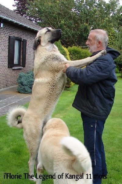 I'florie The Legend Of Kangal