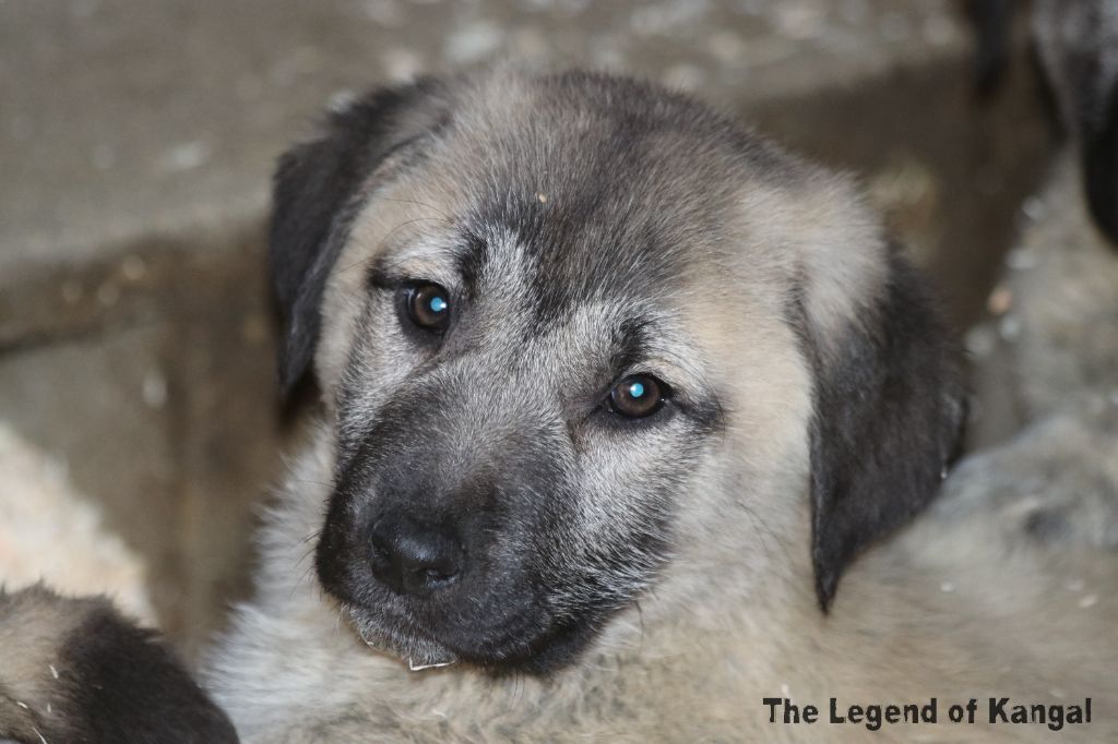 The Legend Of Kangal - Chiot disponible  - Berger Kangal