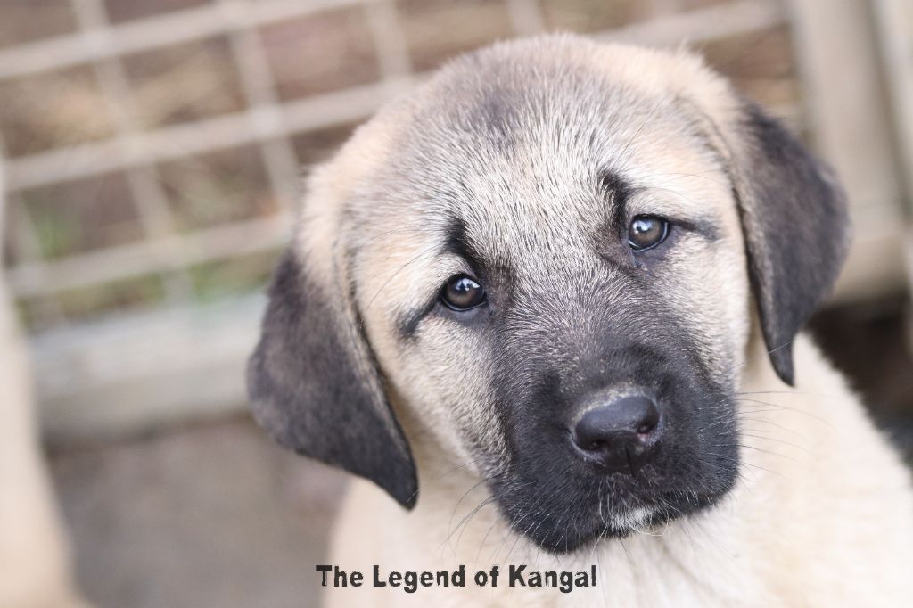 The Legend Of Kangal - Chiot disponible  - Berger Kangal