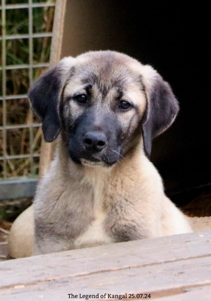 The Legend Of Kangal - Chiot disponible  - Berger Kangal