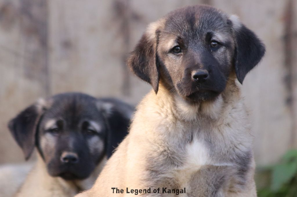 The Legend Of Kangal - Chiot disponible  - Berger Kangal