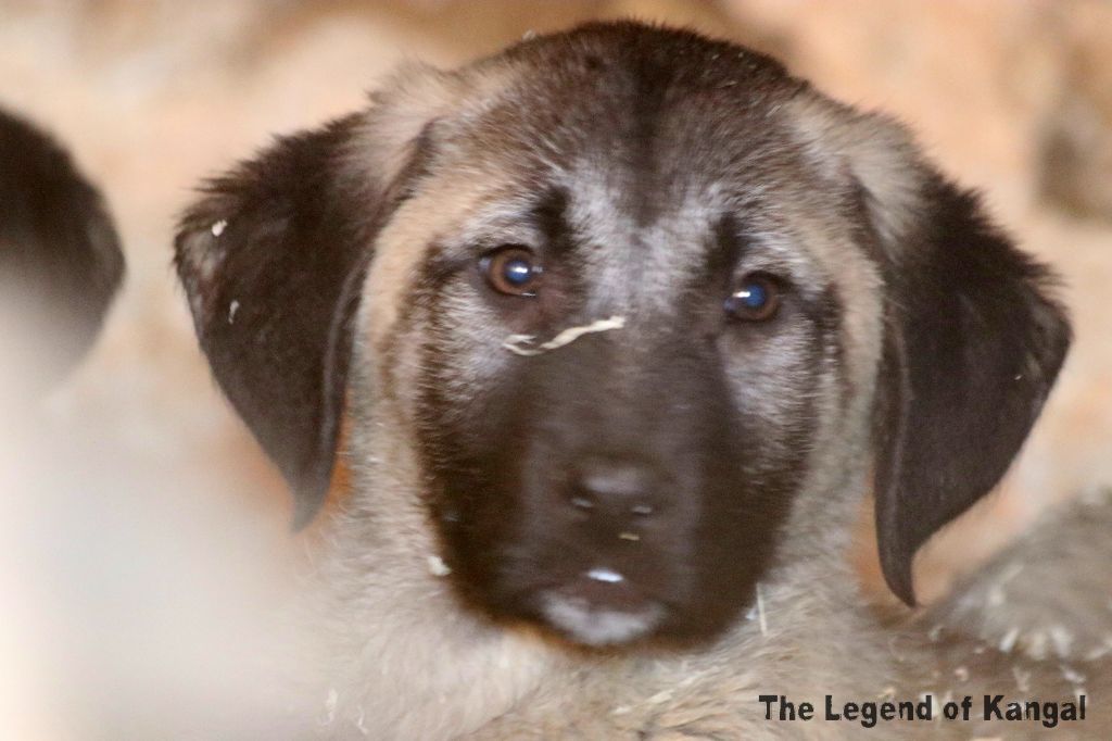 The Legend Of Kangal - Chiot disponible  - Berger Kangal