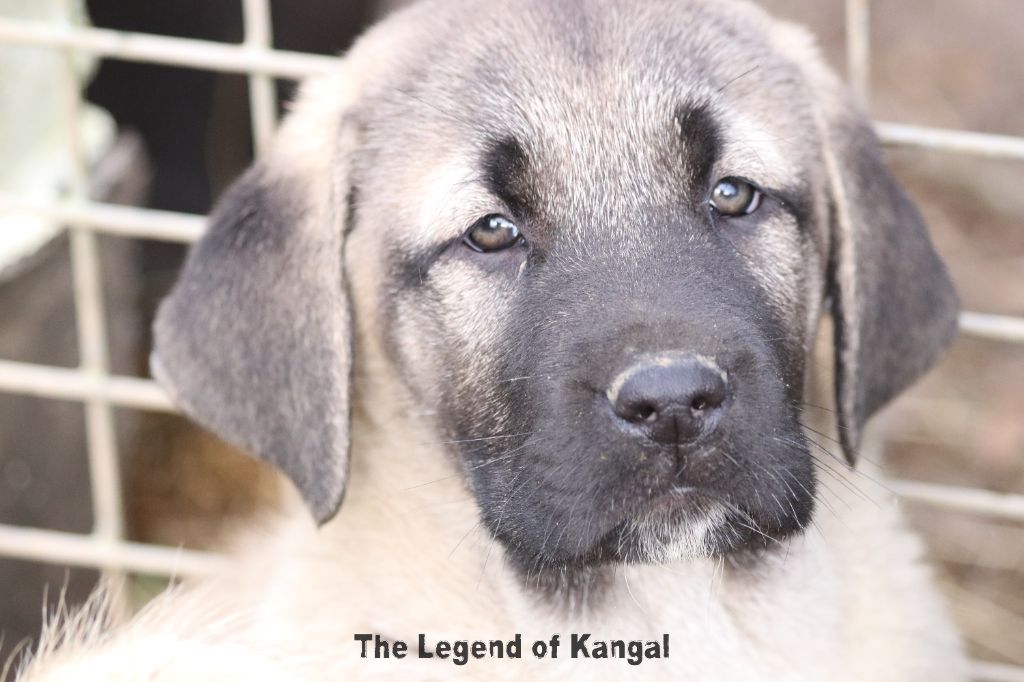 The Legend Of Kangal - Chiot disponible  - Berger Kangal