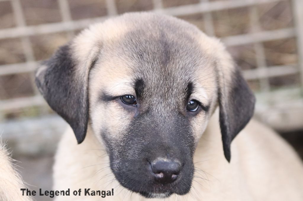 The Legend Of Kangal - Chiot disponible  - Berger Kangal