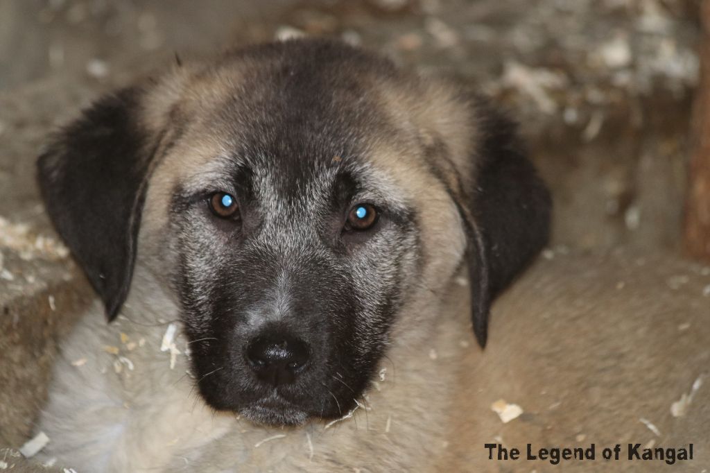 The Legend Of Kangal - Chiot disponible  - Berger Kangal