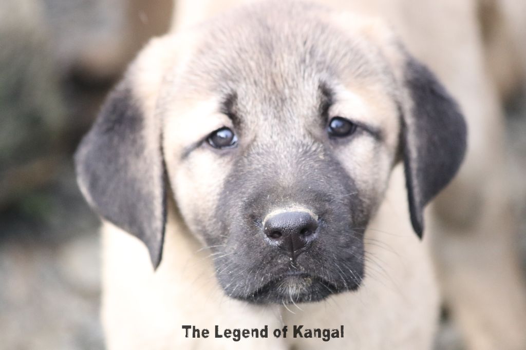 The Legend Of Kangal - Chiot disponible  - Berger Kangal