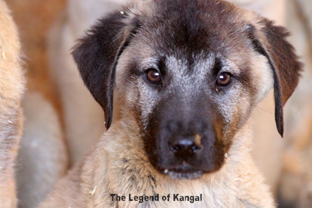 The Legend Of Kangal - Chiot disponible  - Berger Kangal