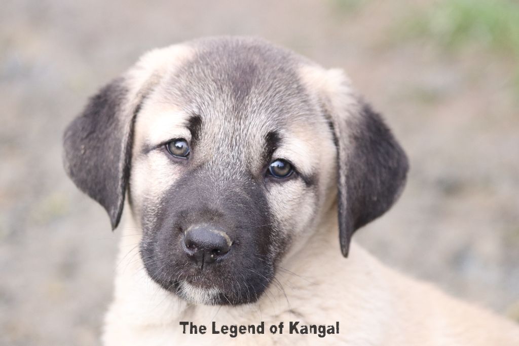 The Legend Of Kangal - Chiot disponible  - Berger Kangal