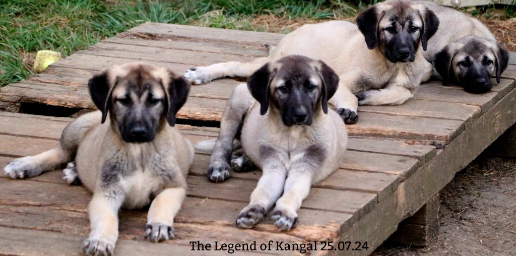 chiot Berger Kangal The Legend Of Kangal