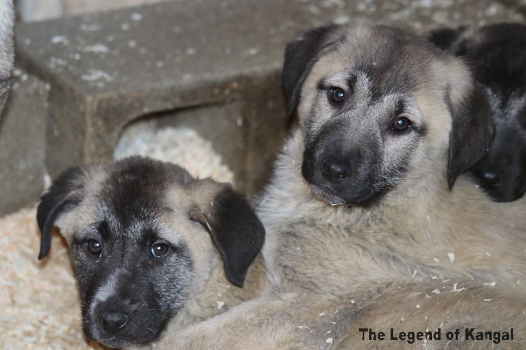 The Legend Of Kangal - Chiot disponible  - Berger Kangal