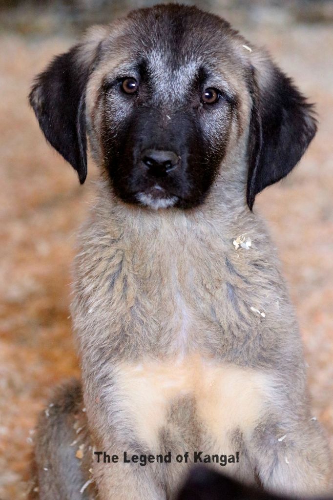 The Legend Of Kangal - Chiot disponible  - Berger Kangal